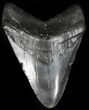 Bargain, Megalodon Tooth - Georgia #56336-1